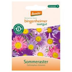 Sommeraster Saatgut: Blumen saaten