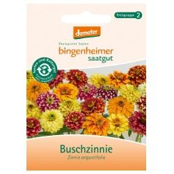 Buschzinnie Saatgut: Blumen buschzinnie