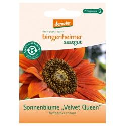 Sonnenblumen Velvet Queen Saatgut: Blumen queen