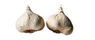 Knoblauch, frisch Gemüse bio-gemüse