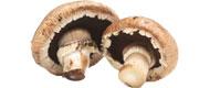 Steinchampignons (1 kg) Obst bio-pilz