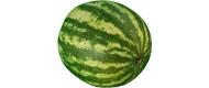 Mini-Wassermelonen (1 kg) Obst bio-obst