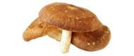 Shiitake Obst bio-pilz