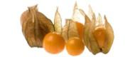 Physalis Obst ananaskirsche