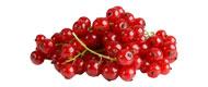 Johannisbeeren, rot ausgelistet beere