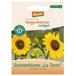 Sonnenblume La Torre Saatgut: Blumen blume