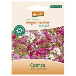 Cosmea Saatgut: Blumen blume